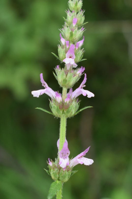 Lamiacea - Micromeria sp.